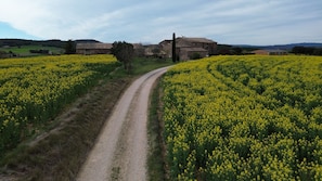 A rural landscape with a dirt path leading to a stone building surrounded by fields of yellow flowers.