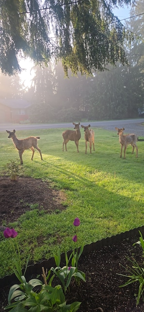 A grassy area with a few deer, a road, and some trees. - Come getaway to a cozy Little 2-bedroom cabin in Arlington/Granite Falls area. (Arlington)