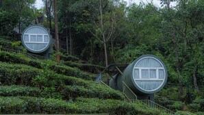 Dos casas árbol cilíndricas con ventanas, rodeadas de un bosque denso.