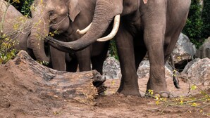 Two elephants in a natural setting with trees and rocks. - Cozy ski retreat on Copper Mountain w/artist studio. Pet-Friendly! (La Mesa)
