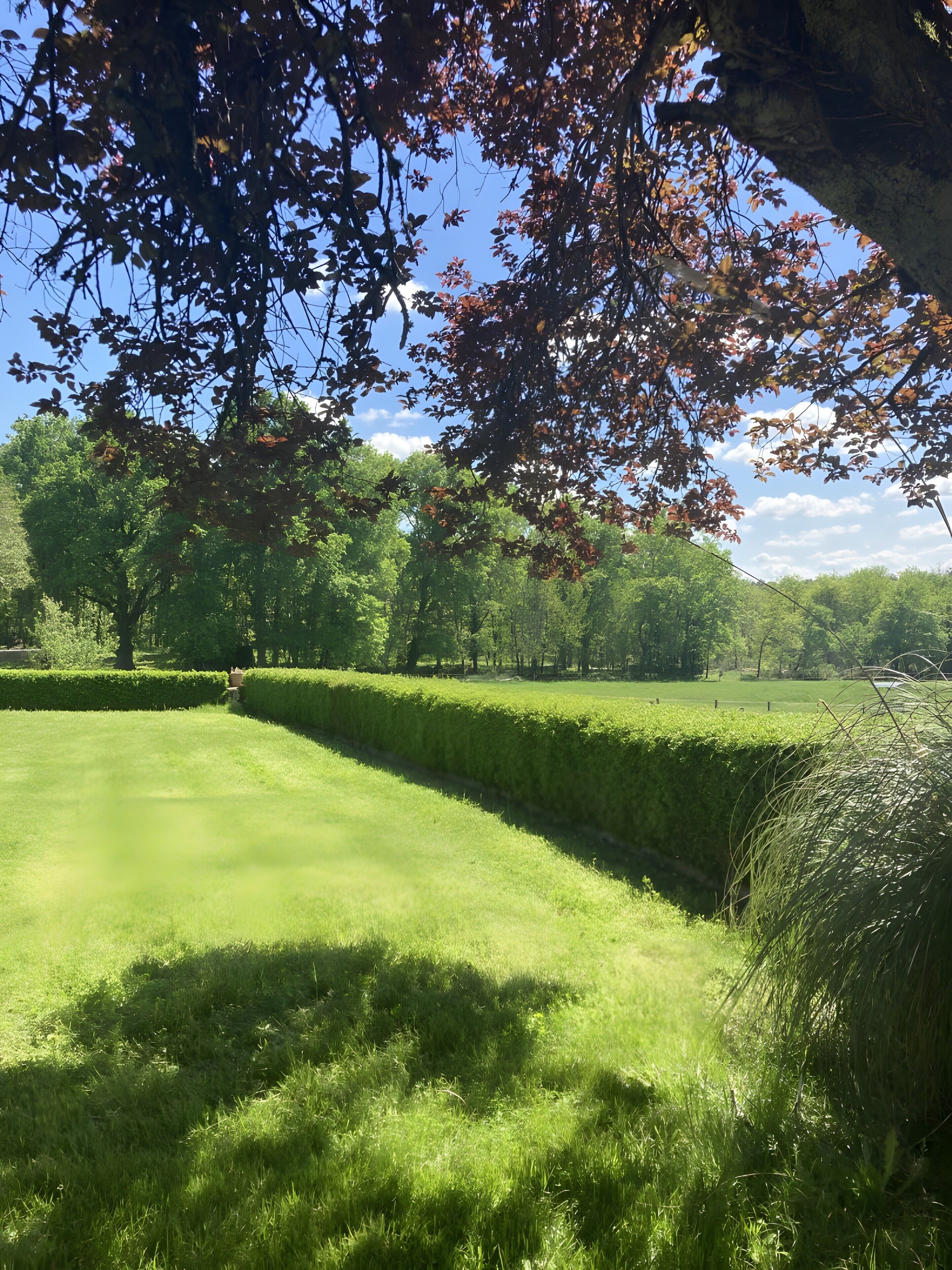 Une pelouse bien entretenue, avec une haie et des arbres en arrière-plan.