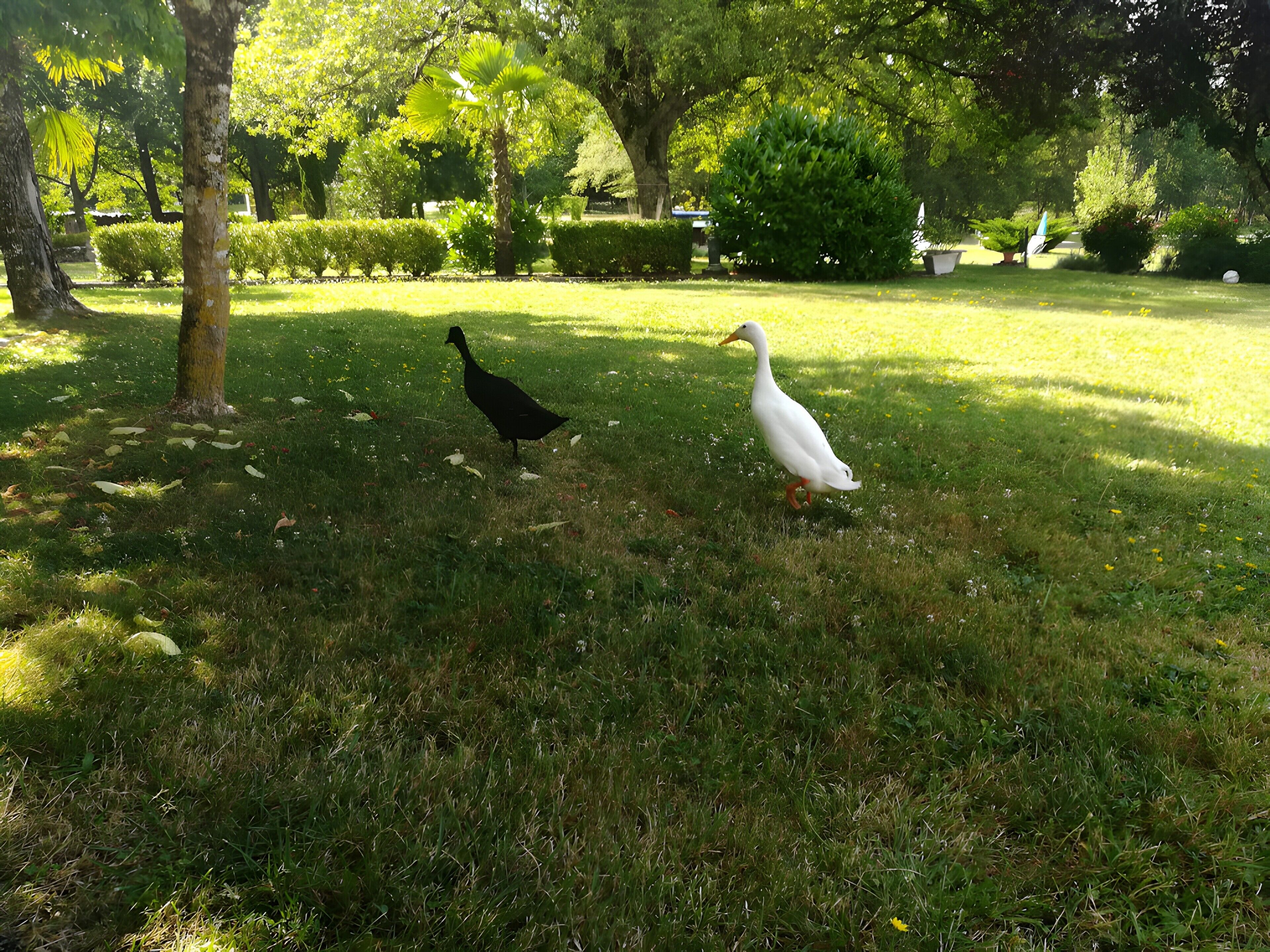 Un parc avec de l’herbe, des arbres et deux oiseaux.