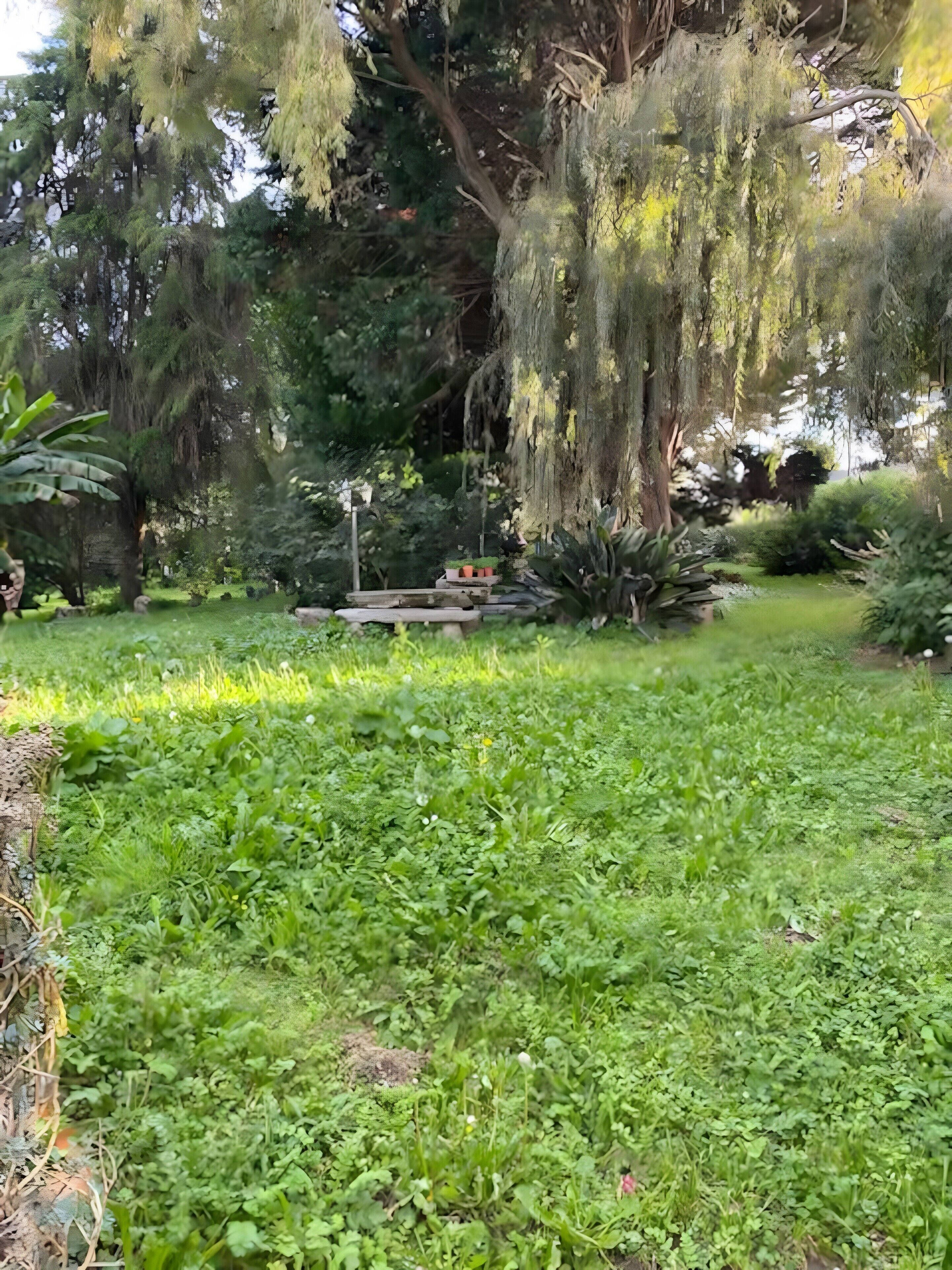 A lush garden with a variety of plants and trees, a wooden bench, and a small pathway.