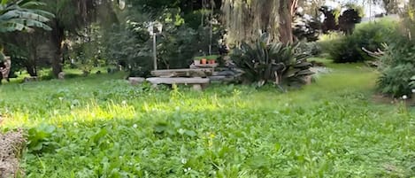 A lush garden with a variety of plants and trees, a wooden bench, and a small pathway.
