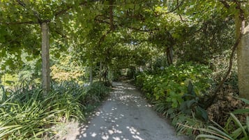 Un sentier bordé d’une végétation luxuriante et d’arbres.