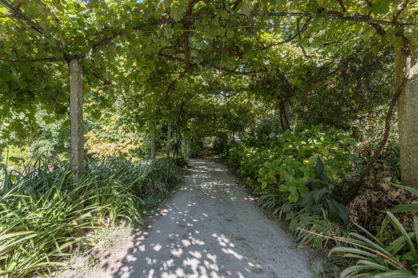 A pathway surrounded by lush greenery and trees.