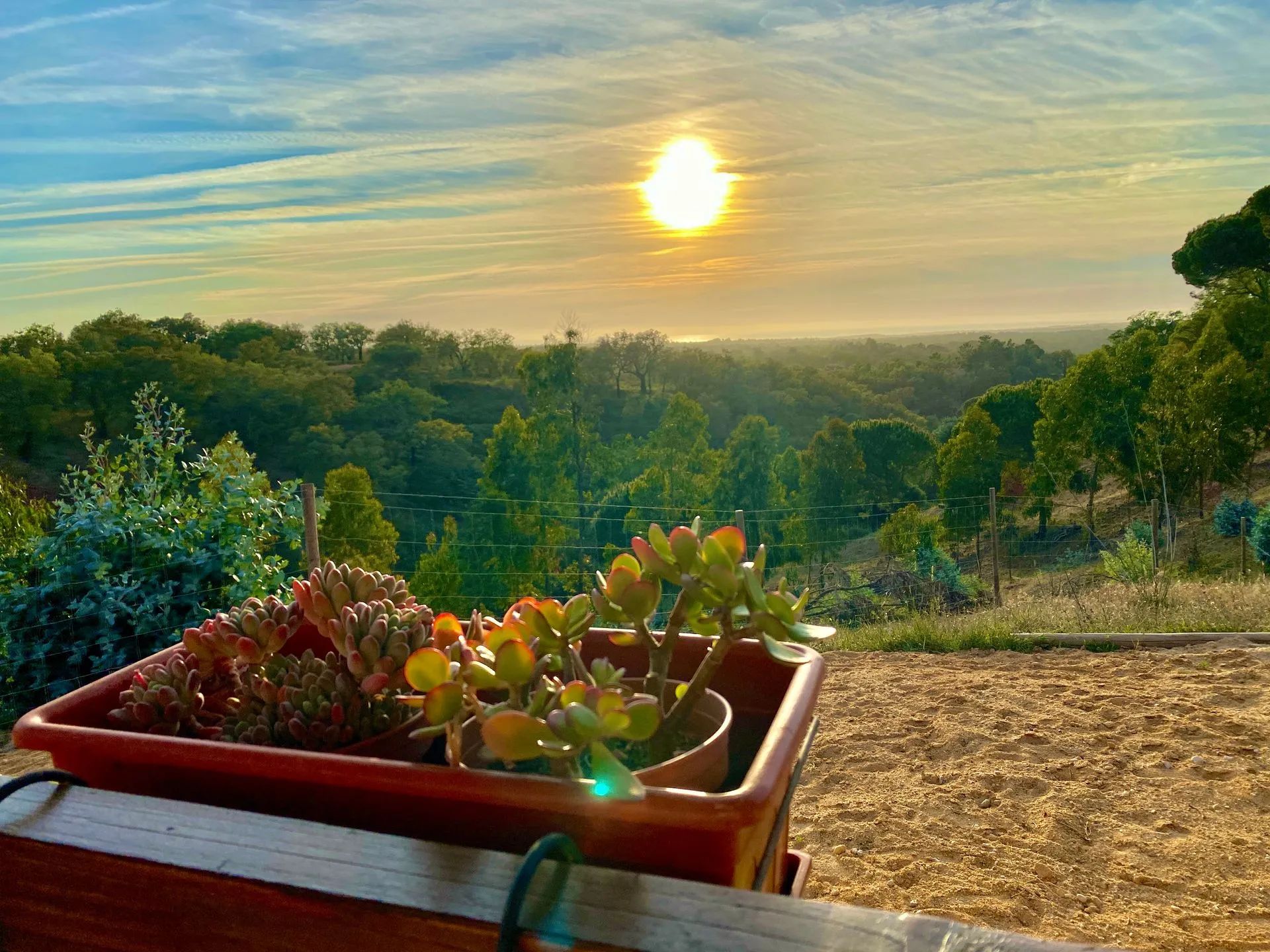 Vista al atardecer con una planta en maceta al frente.