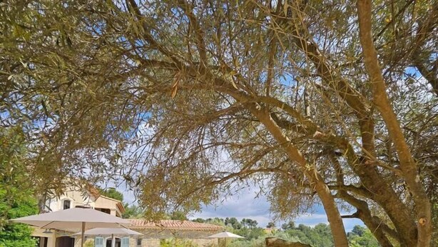 A pool area with lounge chairs, a house, and a tree in the foreground. - MAISON BAOU ET CHOCOLAT (La Cadiere-d'Azur)