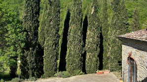A paved courtyard with tall cypress trees and a stone building with a tiled roof. - Country House 'Le Mulina' with Wi-Fi (Barberino di Mugello)