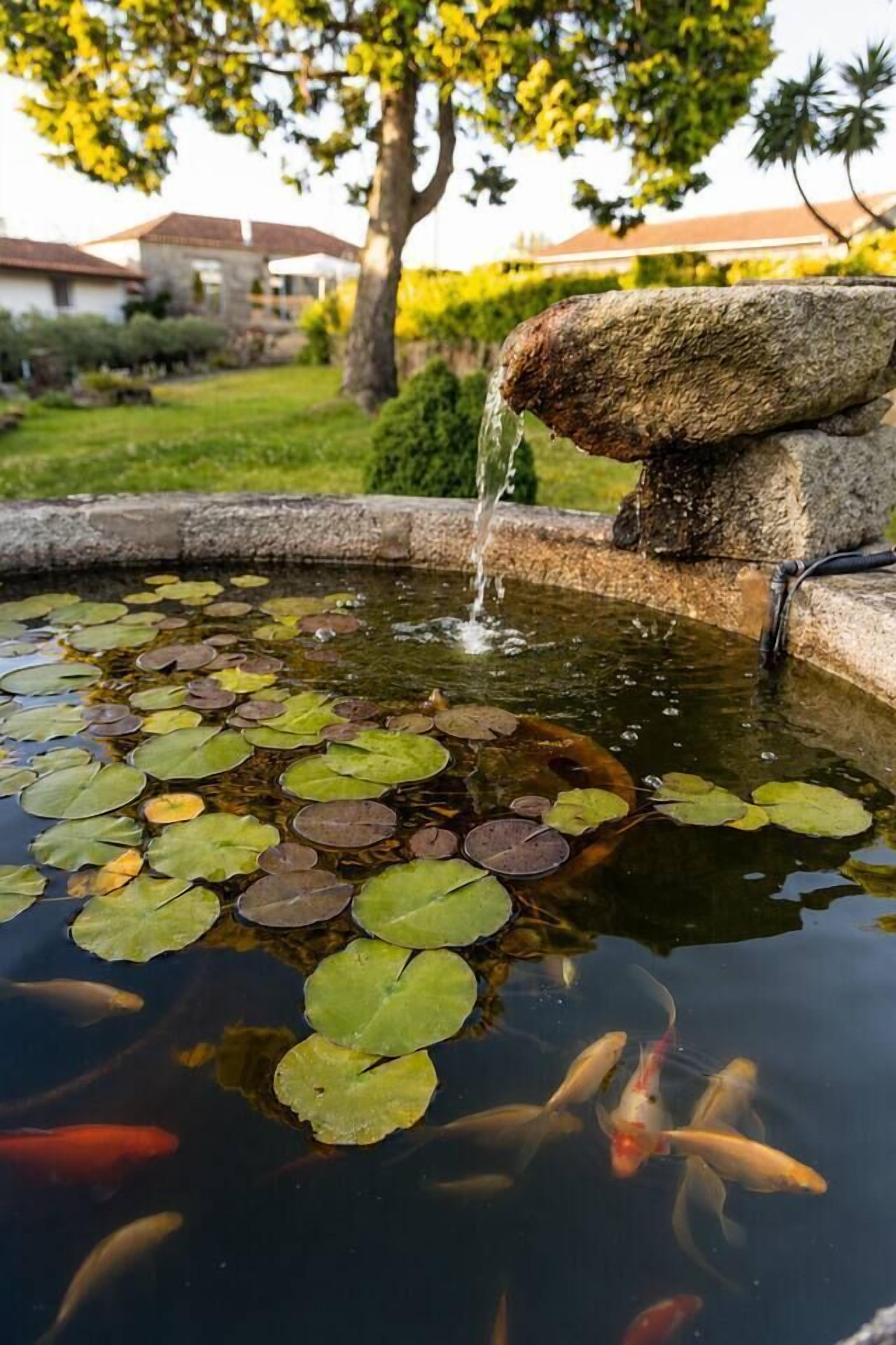 A pond with water lilies and koi fish, surrounded by a stone edge and a tree.