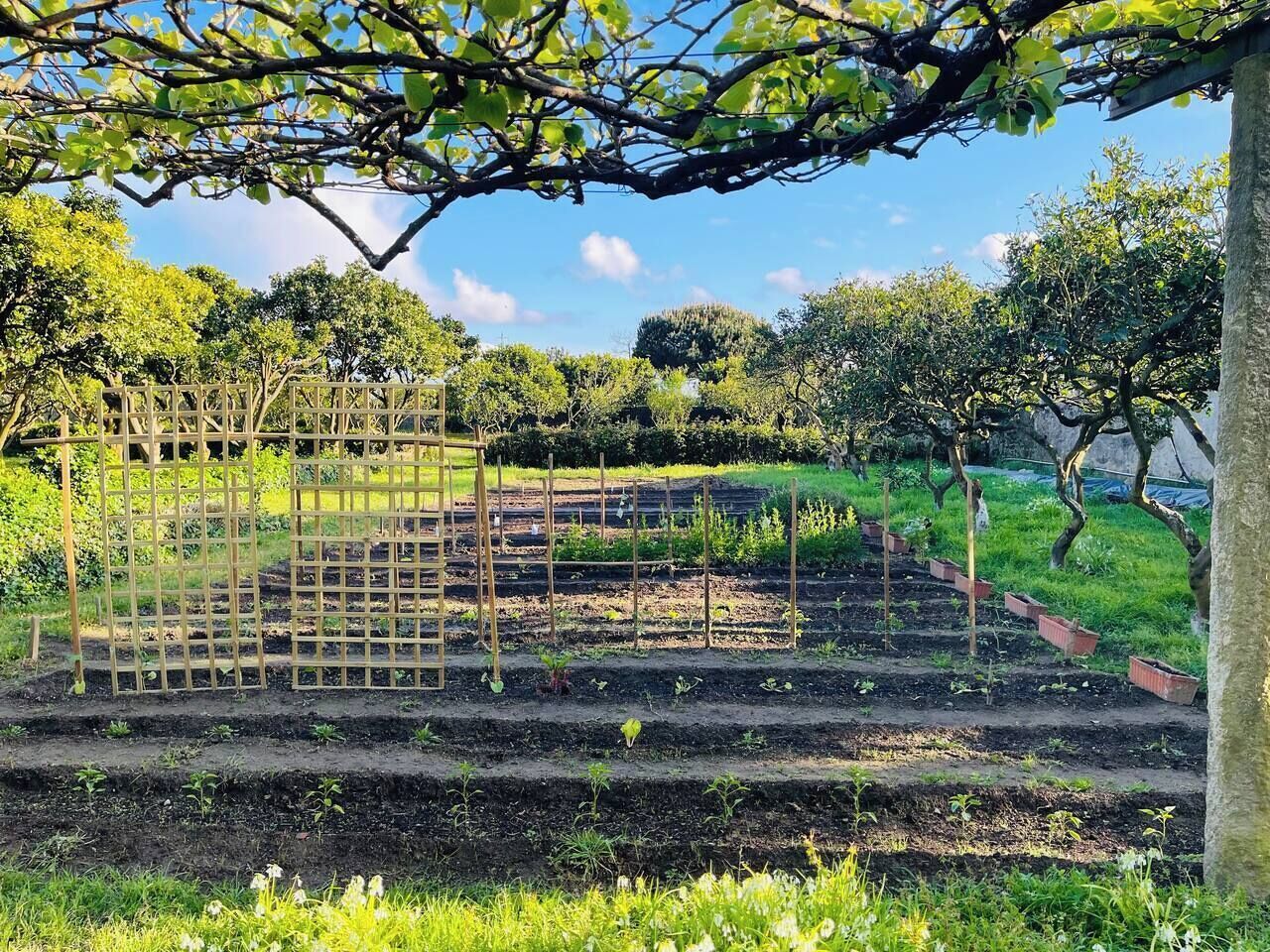 A garden with raised beds, a wooden trellis, and a ladder.