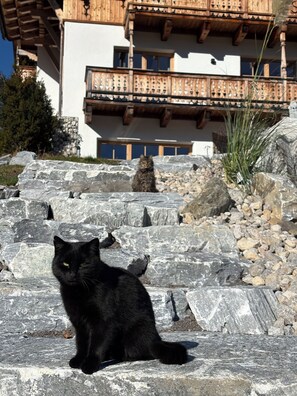 A black cat sitting on a stone staircase with a building in the background.
