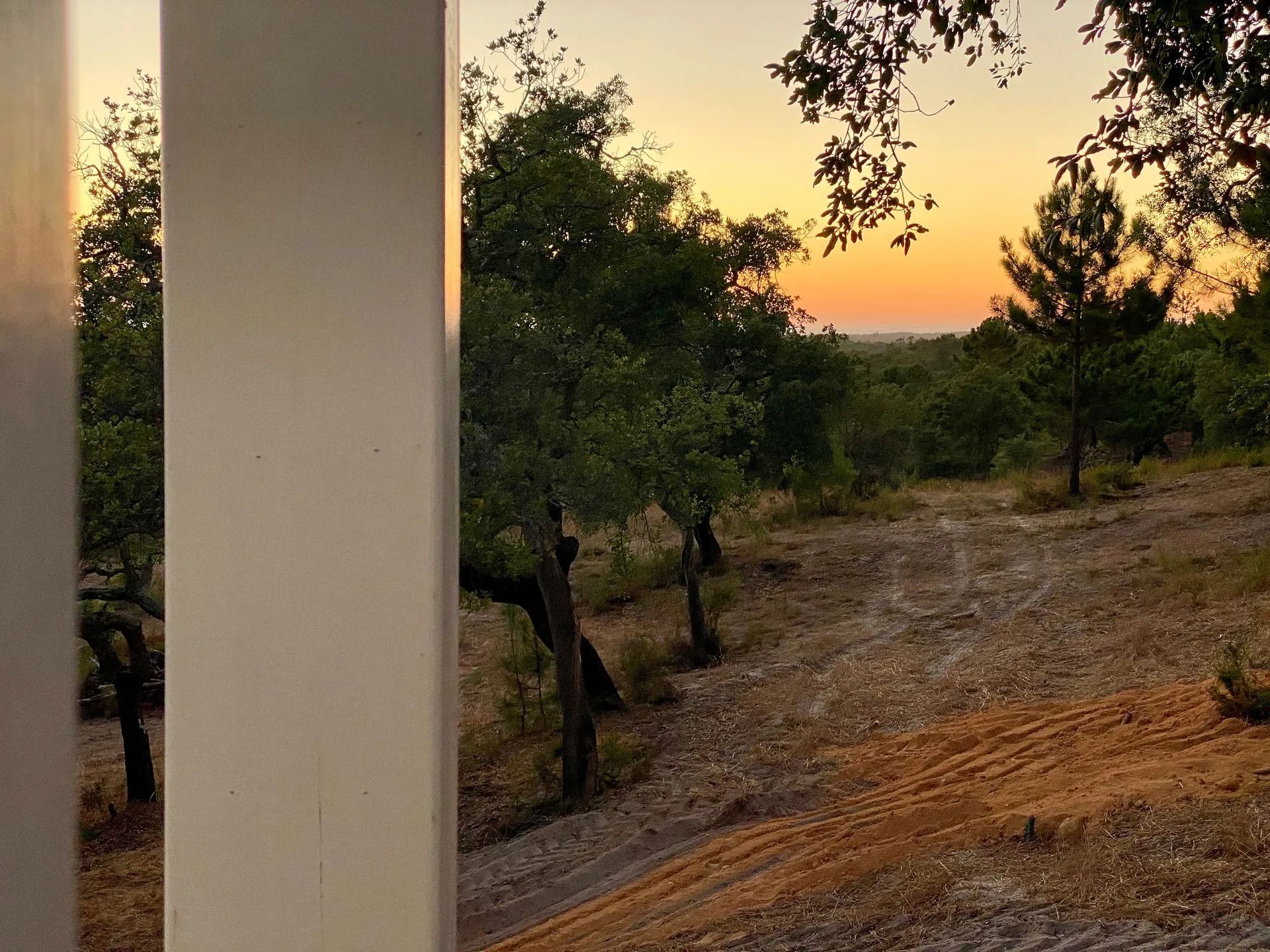 A dirt path leading through a wooded area with trees and a sunset in the background.