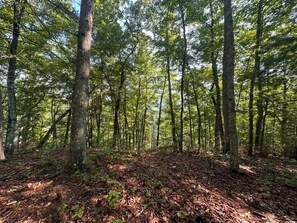 A dense forest with tall trees and a ground covered in fallen leaves.