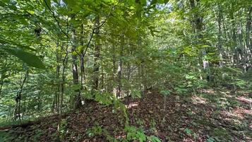 A dense forest with a variety of trees and a ground covered with leaves and twigs.