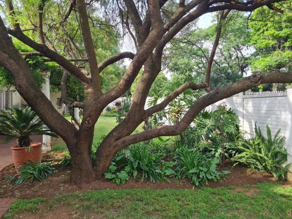 Un árbol con un tronco grueso y varias ramas en un jardín cuidado.