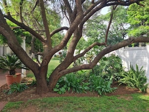 Un árbol con un tronco grueso y varias ramas en un jardín cuidado.