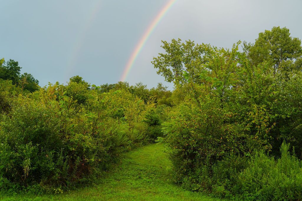 A pathway through a dense green forest with a rainbow in the sky.