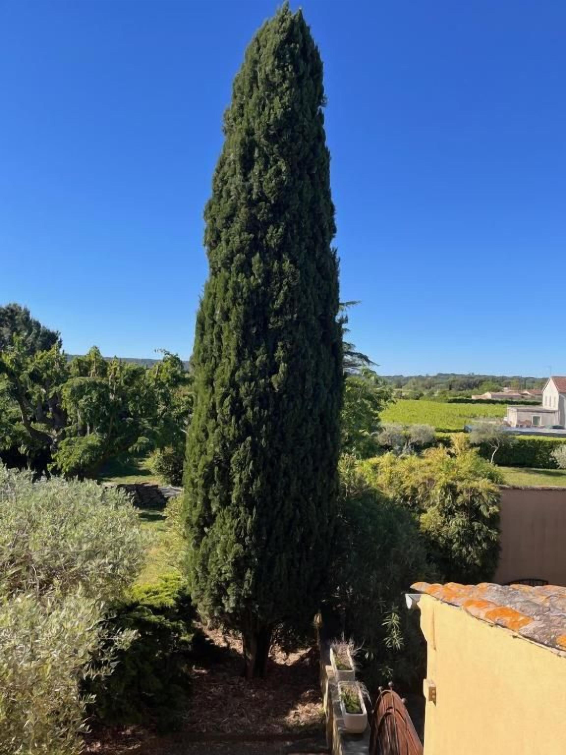 Ein hoher, schmaler Baum in einem angelegten Garten, strahlend blauer Himmel.