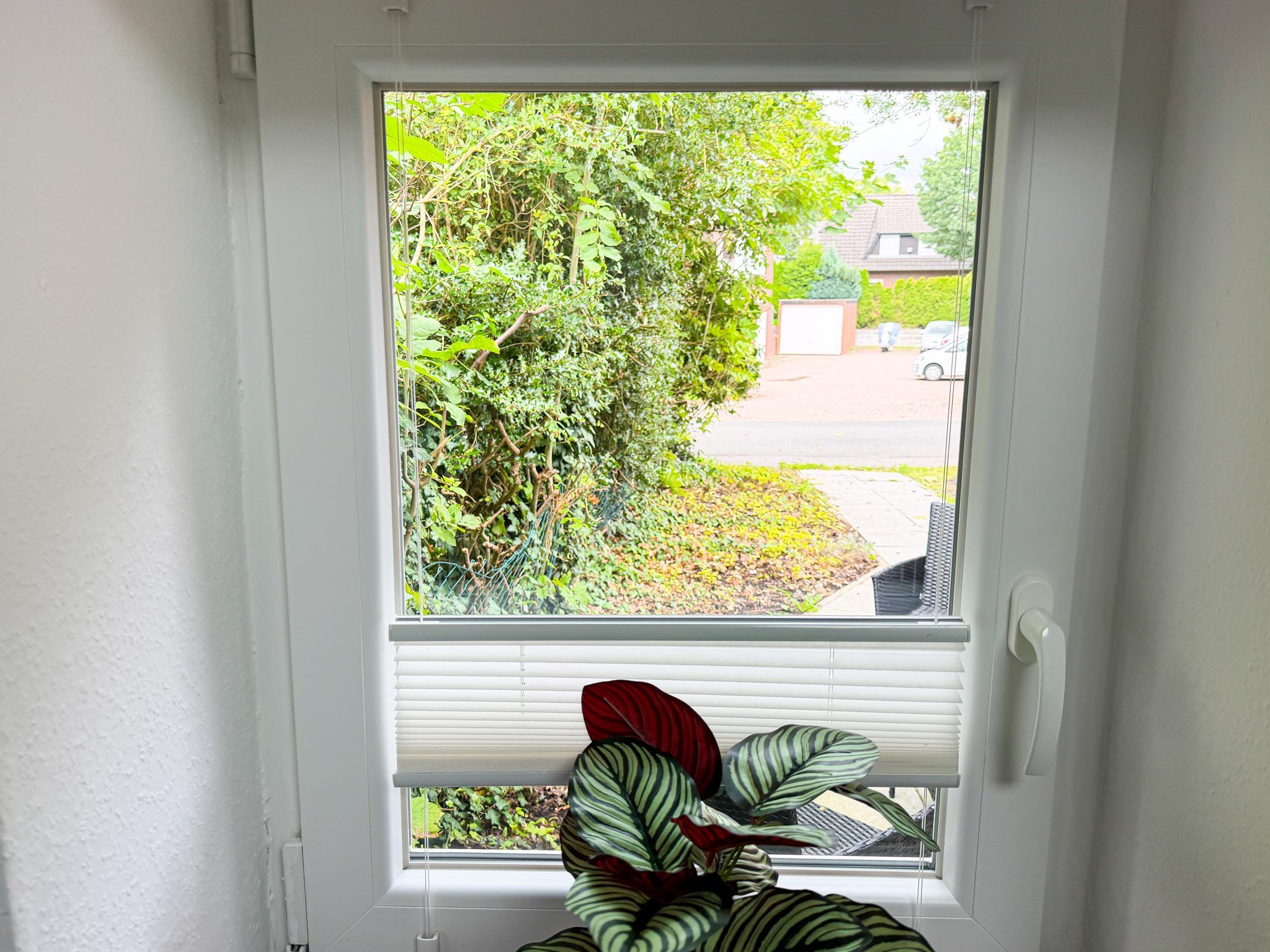 Une fenêtre avec des stores blancs, une vue sur une rue résidentielle et une plante aux feuilles rayées au bas.