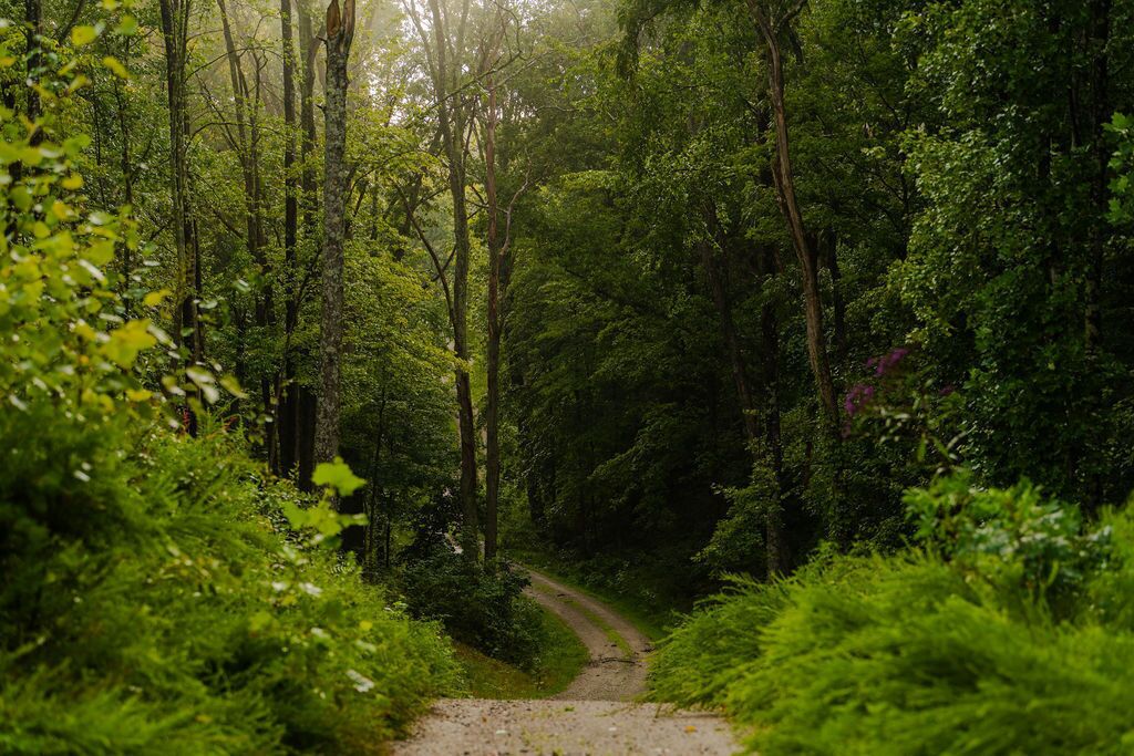 A forest path surrounded by dense greenery.