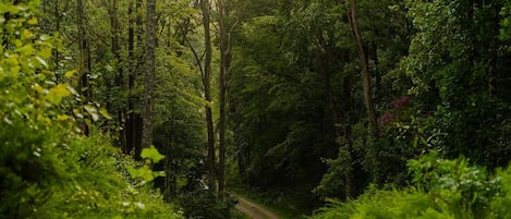 A forest path surrounded by dense greenery.