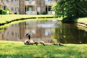 Un étang avec une oie et ses oisillons, entouré d’herbe et bordé d’un bâtiment doté de balcons.