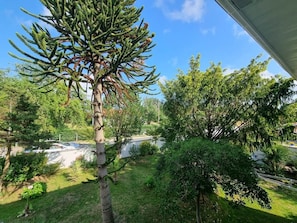 Un jardin résidentiel agrémenté d’un arbre remarquable, d’une pelouse et d’une allée.