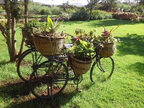 Una bicicleta con cestas que contienen plantas, estacionada en un área cubierta de césped.