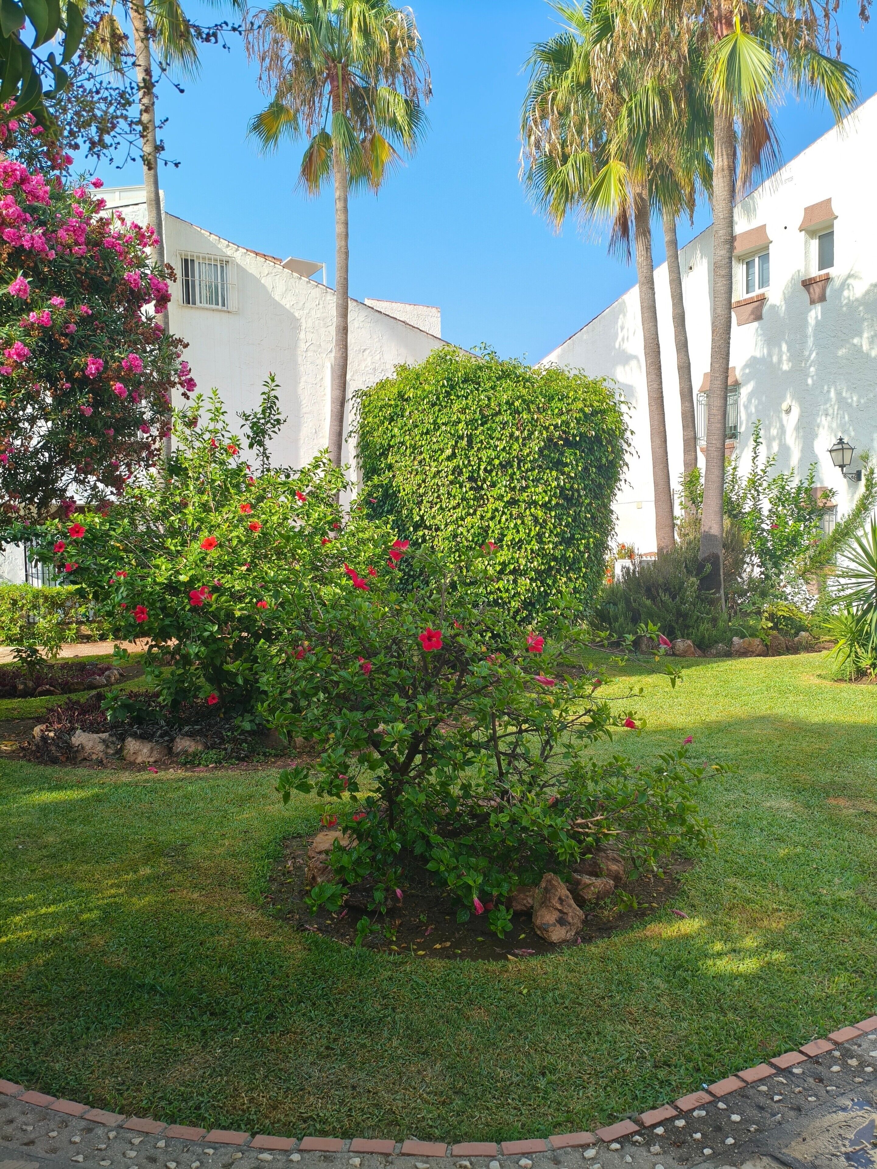 Un jardín cuidado con una variedad de plantas y flores, un arbusto bien recortado y un camino pavimentado.