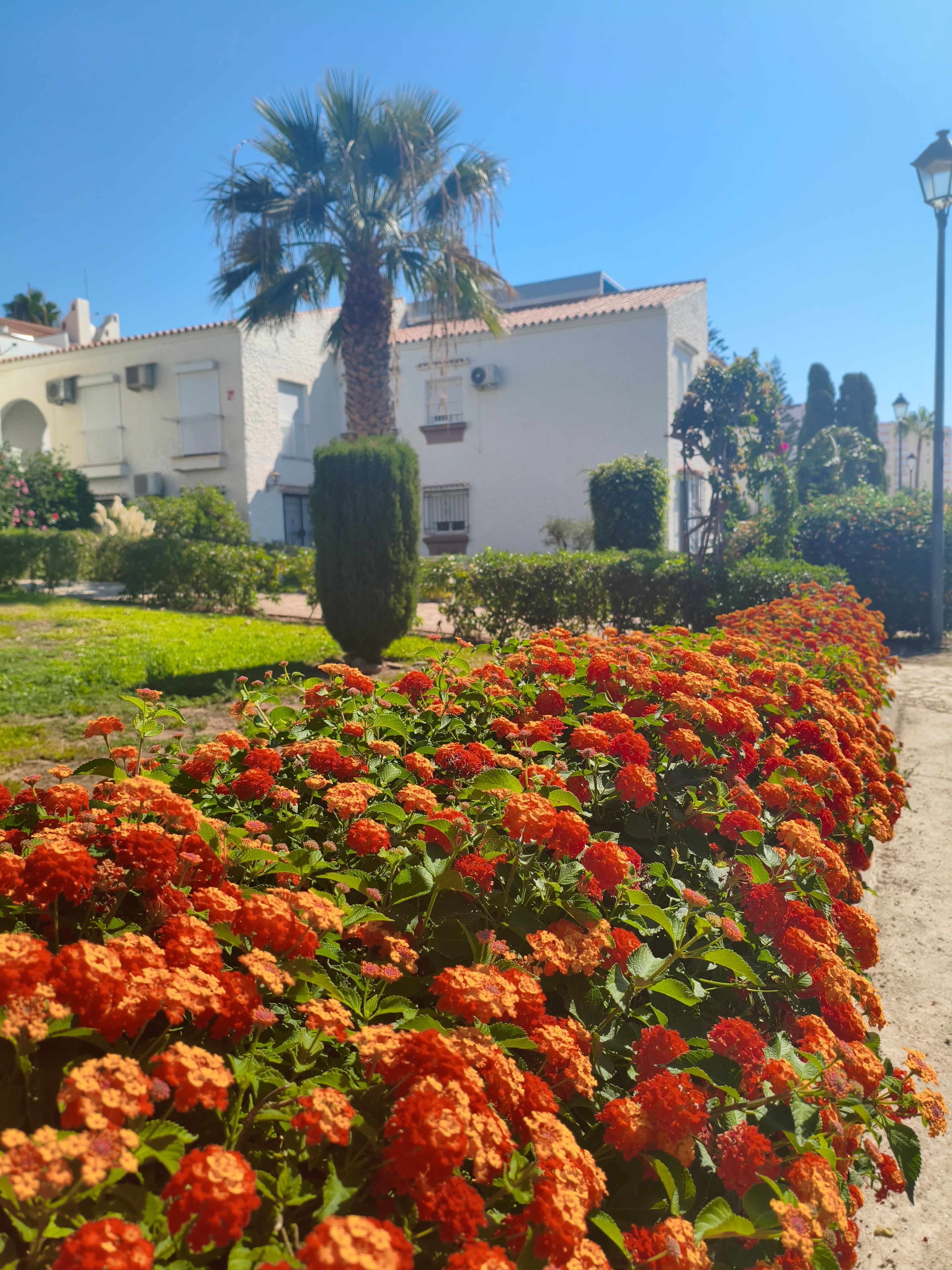 Un jardín con flores vibrantes y una palmera, con un edificio al fondo.