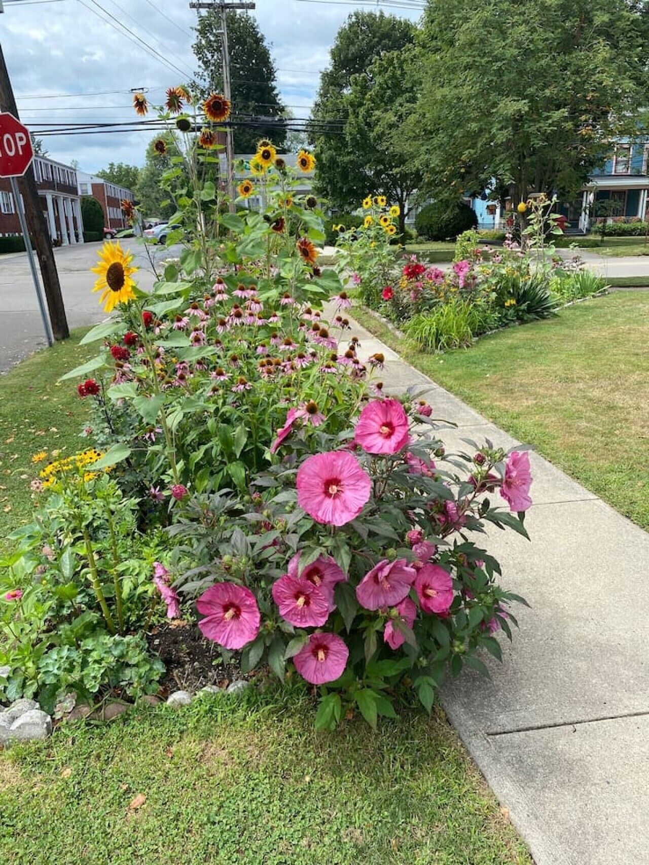 Un jardin agrémenté de tournesols et de fleurs roses, le long d’un trottoir.