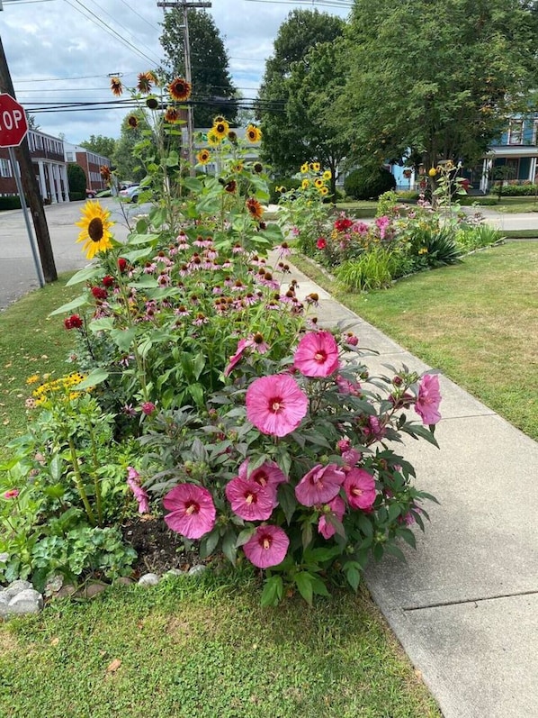 A garden with various flowers and a sidewalk.