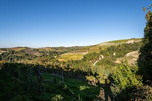 Paisaje rural con colinas ondulantes, viñedos y cielo despejado.