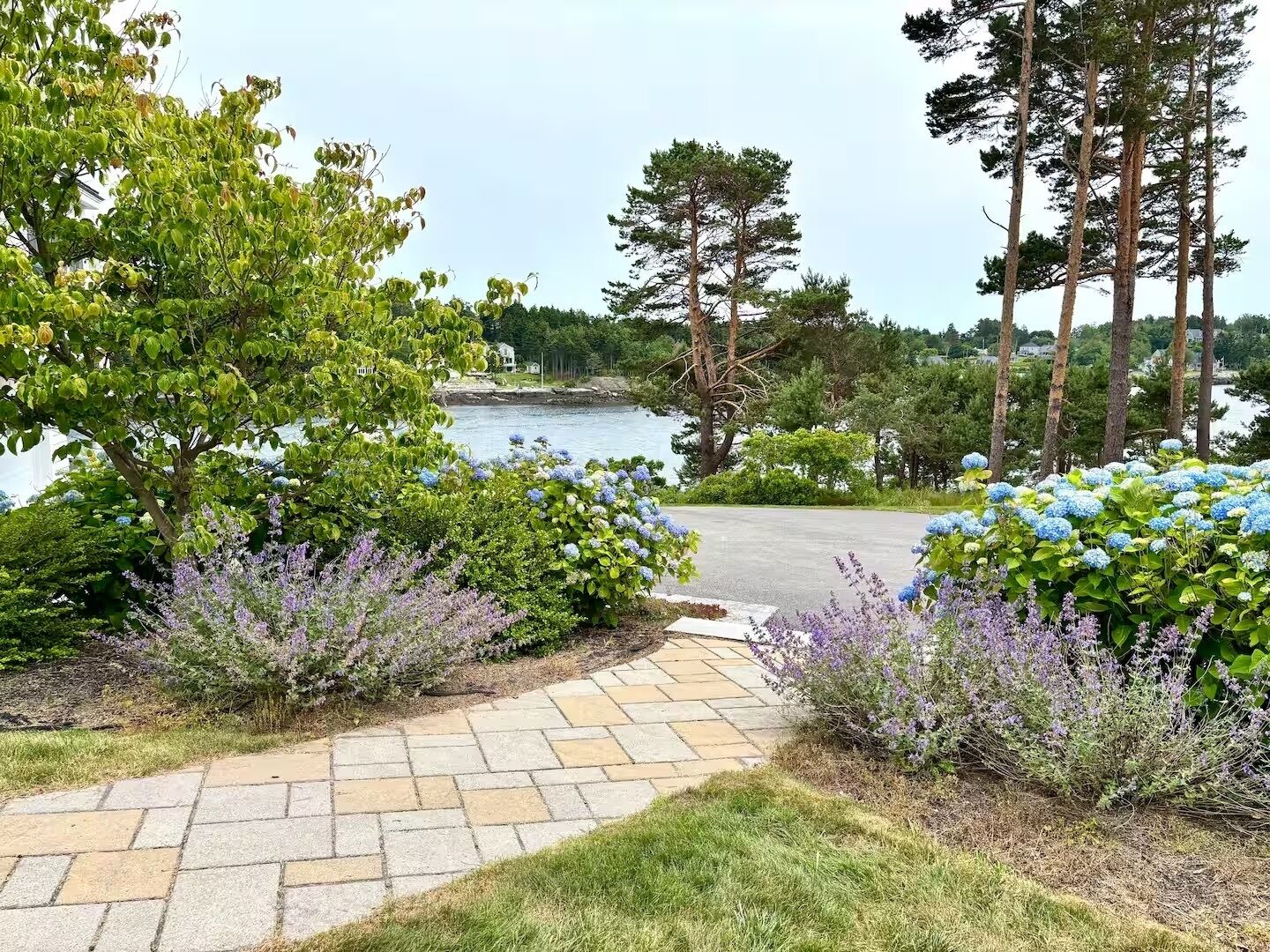 A paved pathway leading to a body of water, surrounded by lush greenery and trees.