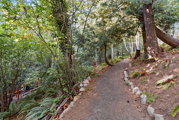 A forested trail with a dirt path, surrounded by trees and ferns.