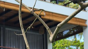 A modern building with a balcony and a tree branch in the foreground.