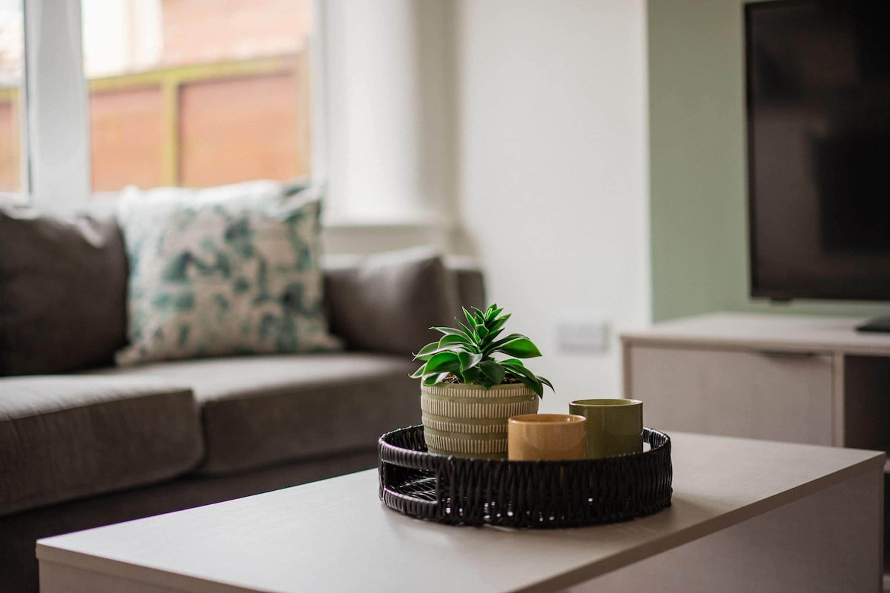 A modern living room with a sofa, a coffee table, and a potted plant.
