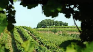 Viñedo con hileras de vides y una arboleda al fondo.