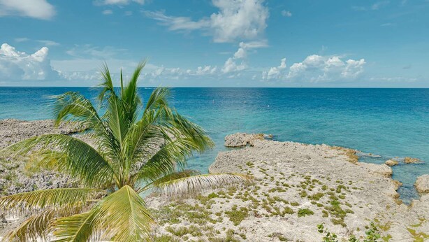 Ein Strand mit klarem, blauem Wasser, einer Palme und felsigem Gelände.