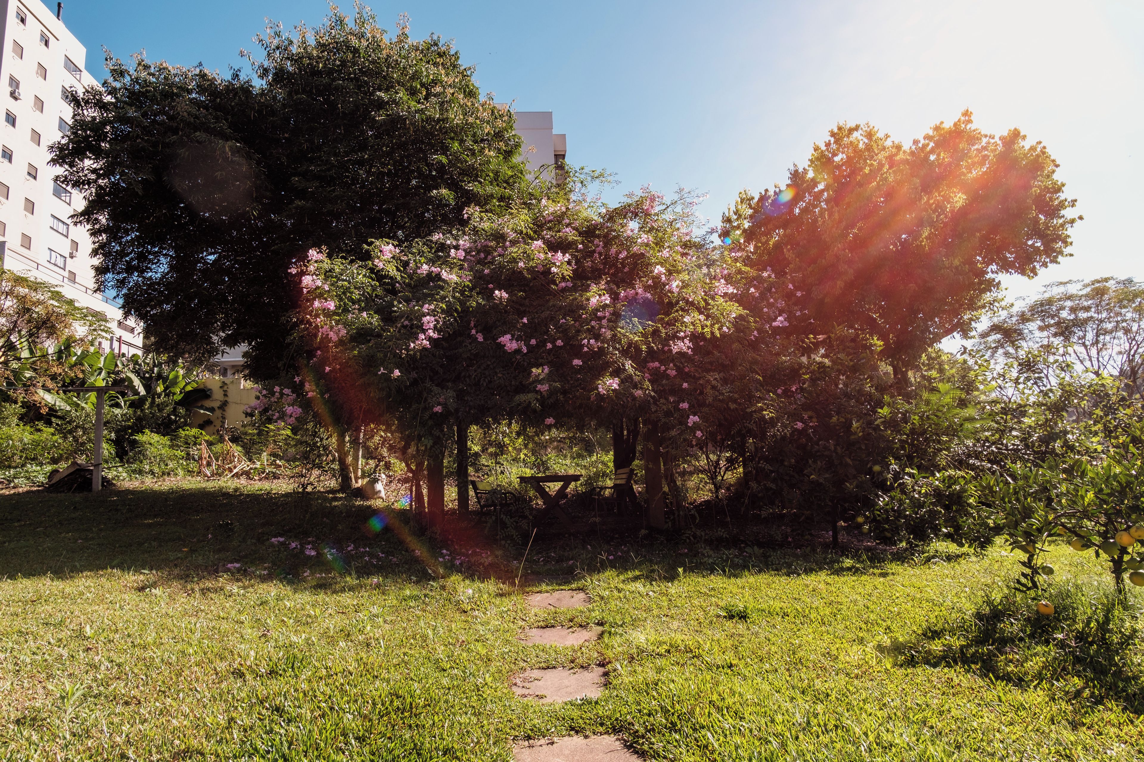 Un sendero atraviesa un parque con árboles y un edificio al fondo.