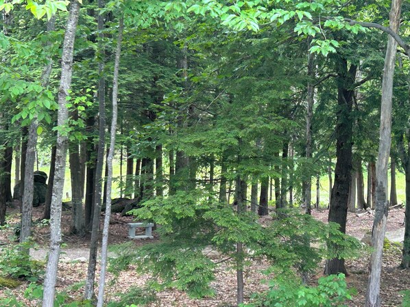 A forested area with tall trees and a stone bench.