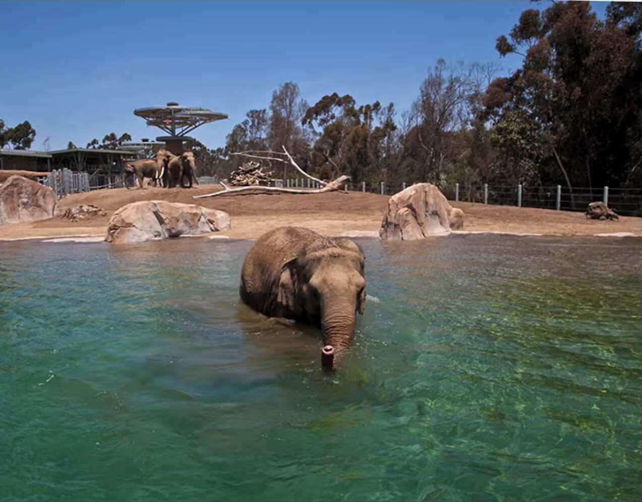 Woah there buddy..SD Zoo (20 minute drive)