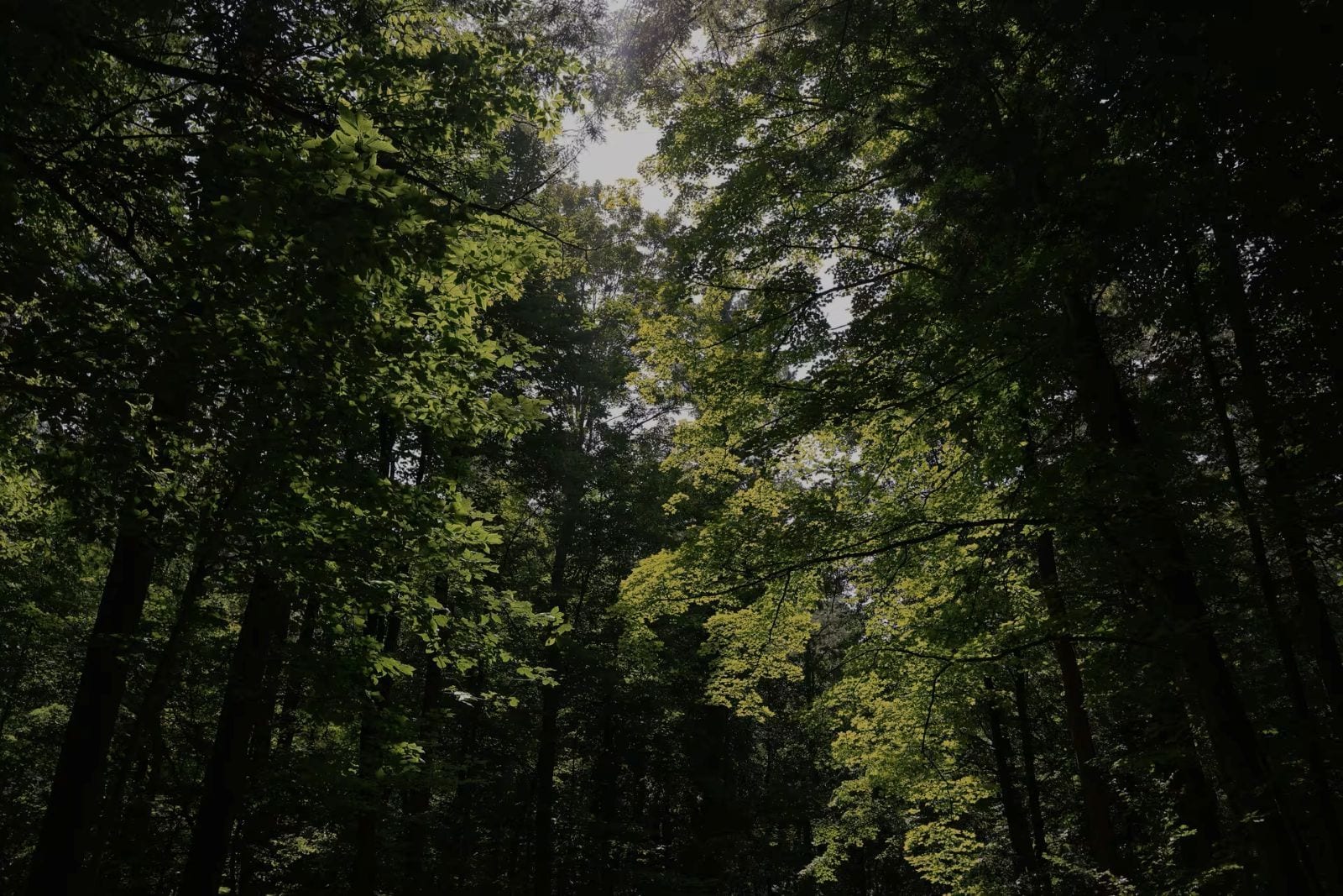A dense forest with tall trees and sunlight filtering through the canopy.