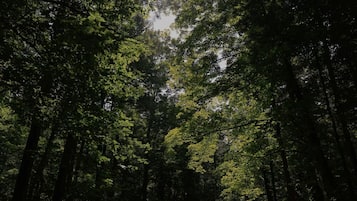 A dense forest with tall trees and sunlight filtering through the canopy.