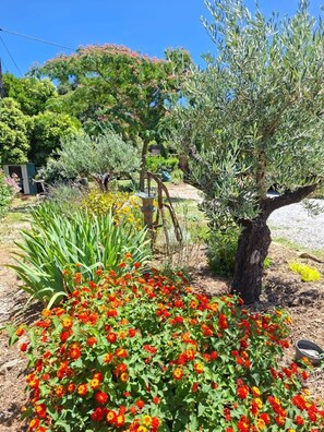 A garden with a variety of plants and a tree. - The Agapanthus of the Albères (VILLELONGUE DELS MONTS)