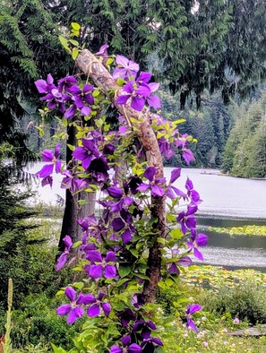 A tree with purple flowers and green leaves, surrounded by dense foliage and a body of water in the background. - Tranquil 1-bedroom in the suite shared with the host on a lake house in Sooke (Sooke)