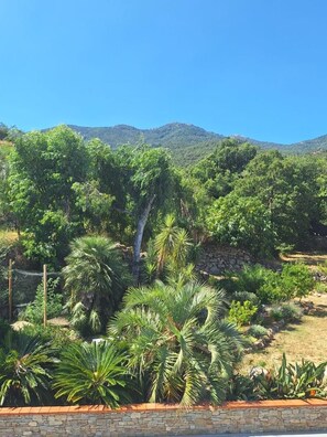 Un jardí paisatjistic amb una varietat de plantes tropicals i una paret de pedra.