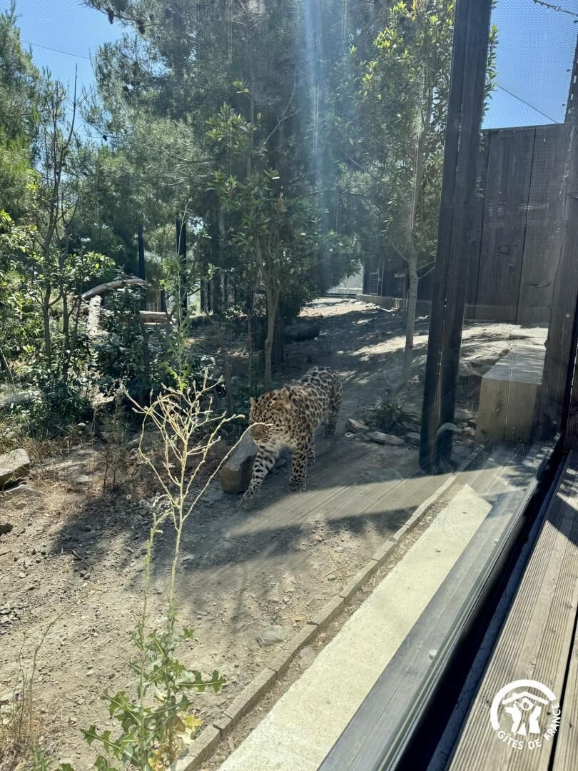 Un léopard dans un enclos de zoo, avec des arbres et une clôture en bois.