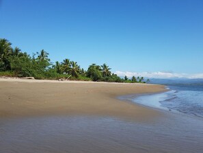 A beach with a clear sky, sandy shore, and palm trees.